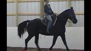 The Gaited Horse Gait Spectrum