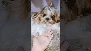 Twinnem | Coco The ShihTzu #shorts #doglover #dogs #pets #furbaby