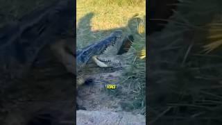 Can a Crocodile Crush a Turtle Shell?