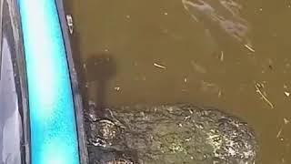 World biggest alligator close call