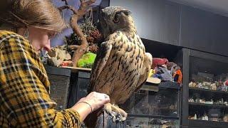 Have you seen an owl with bare legs? Look at this! Eagle owl changes shoes