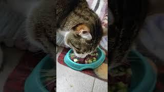 Вася ест кабачок #котик #котозавр