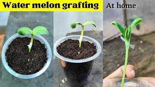 How to graft water melon plant | at home | Grafting techniques