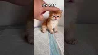 My cat VS Other cats #asmr #cat #funny #cute #cats #pets #relaxing #kitten