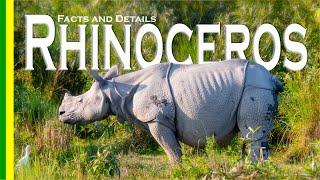 Indian Rhinoceros / Greater One-horned Rhinoceros  - facts and details - Kaziranga National Park