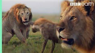 ONE HOUR of Amazing Animal Moments | BBC Earth