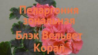 Пеларгония зональный Блэк Вельвет Корал  обзор: как сажать, семена пеларгонии Блэк Вельвет Корал