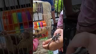 my pet just got go to USA but his i miss him he is 13 years *not baby sugar glider* i miss si Lego 