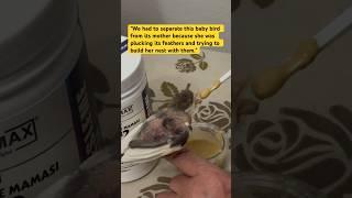 Separating The Baby Bird from its Mother #canary #birds #pets