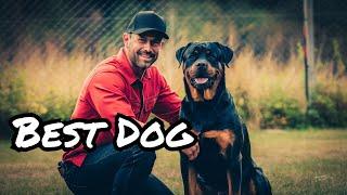 The Triumph of Archie: A Rottweiler's Journey