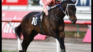 The Black Caviar story