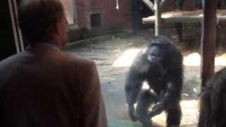 Boris the chimp at Chester Zoo 'has words' with a zoo director.