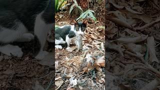 Rat and Cat #trending #song #music #love #tamil #youtuber #shorts #youtube #funny #cute