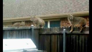 Bobcat jumps into backyard, kills dog