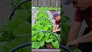 Chinese cabbage, failure again.