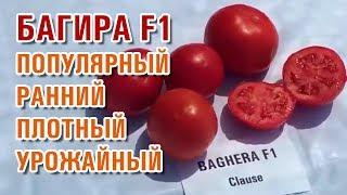 ТОМАТ БАГИРА F1 - ПОПУЛЯРНЫЙ, РАННИЙ, ПЛОТНЫЙ, ВЫСОКО УРОЖАЙНЫЙ ПОМИДОР