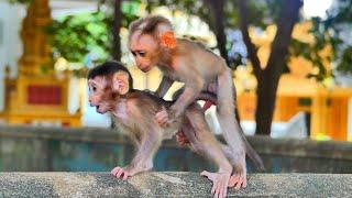 Funny baby monkey Moken is playing happily with baby Sabella