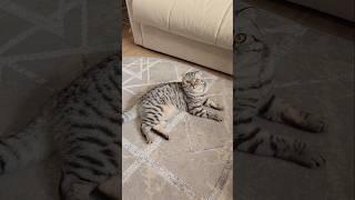 Кто согласен?#shortvideo #cat #shorts #котики #моякошка #melisa