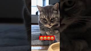 what are you doing#funny #pets #catcomedy #catvideos #cat #kucat #funnyanimal #kucingkita #funnycat