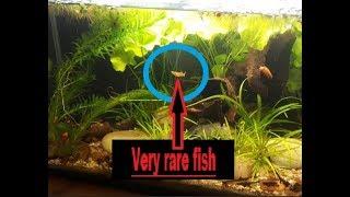 How to set up a fishtank for Micropoecilia picta// DIY corner - hamburg filter