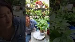 Cách trồng cây kim ngân thuỷ sinh