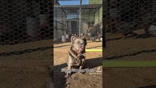 Farm Dog Wolfie and his Chickens #fluffyfrenchies #frenchiesforever #fyp