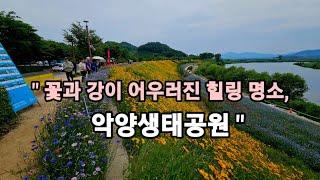 "꽃길 걷고 싶을 땐 무조건 여기!" 악양생태공원 악양둑방길.‍️