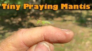 Tiny Praying Mantis