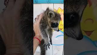 Енот Педро Педро Педро #raccoon #pedro #babyraccoon #енот #енотысизая #усадьбасолнечная #хакасия