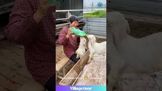 Goat Kid's Got BEEF! Hilarious Milk Boycott! Poor Baby! #funnygoat #animaldrama #cuteaf #petlife