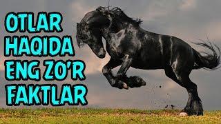 OTLAR HAQIDA ENG ZO'R FAKTLAR | ОТЛАР ҲАҚИДА ЭНГ ЗЎР ФАКТЛАР