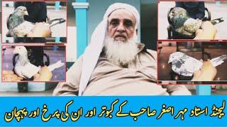 High Flyer Kabooter Of Ustad Haji Mehar Asghar | Teddy Kabootar