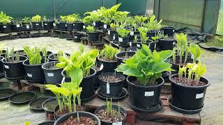 Display of large and giant hostas at Mickfield Hostas