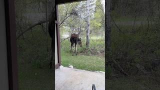 Moose Stops by for a Spring Visit in the Tetons #moose