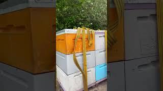 Приехали с акации 2025!