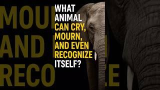 This Animal Mourns Its Dead… Like Humans Do | Elephant Fact