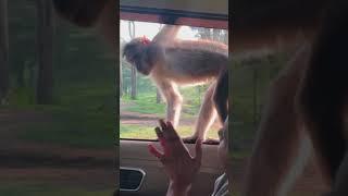 Monkey :-Valet service in the jungle be like…#couples#tamilnadu #travel#sheshuprashuvlogs
