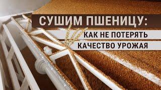 Сушим пшеницу: как не потерять качество урожая