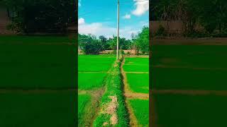 my kethe #kissan