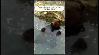 A brown bear swimming in Siberia's Yenisei River.