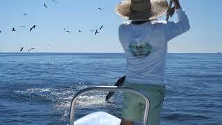 Magdalena Bay Fly Fishing Marlin. Best of video