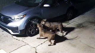 Dogs Cause $3,000 in Car Damage After Trying to Catch Cat