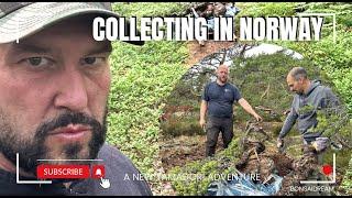 Collecting in Norway Bonsai Dream