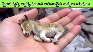 కళ్లతో చూస్తేకాని నమ్మలేని చిన్న జంతువులు | Most Smallest Animals In The World | interesting facts