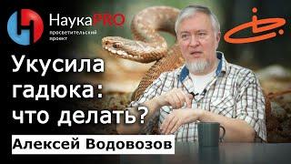 Укус гадюки: последствия от яда и первая помощь – Алексей Водовозов | Научпоп | Лекции по медицине