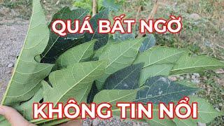 UỐNG NƯỚC LÁ ĐU ĐỦ CÓ TÁC DỤNG GÌ ! . CÔNG DỤNG BẤT NGỜ TỪ LOẠI LÁ AI CŨNG BIẾT.