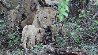 2 Month old lions cubs taste meat.