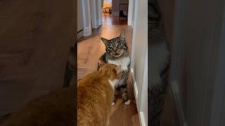 Bonded cats reuniting after the vet