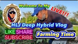 HLJ Deep Hybrid Vlog is live! Farm Life