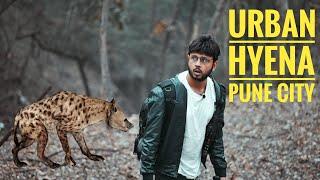 Indian Striped Hyena | Urban Hyena | Hyena in Pune City